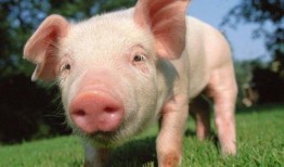 大胖猪是谁爆料的视频,视频背后惊人内幕曝光