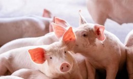 大胖猪是谁爆料的视频,视频背后惊人内幕曝光